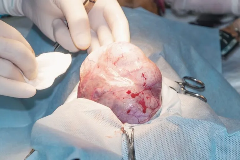 Tumor testicular en perros