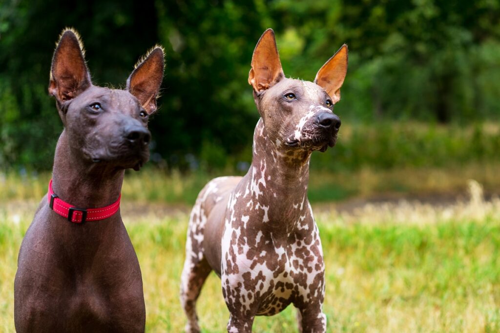 Xoloitzcuintle