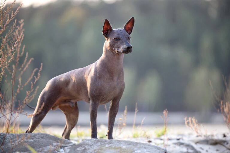 Xoloitzcuintle