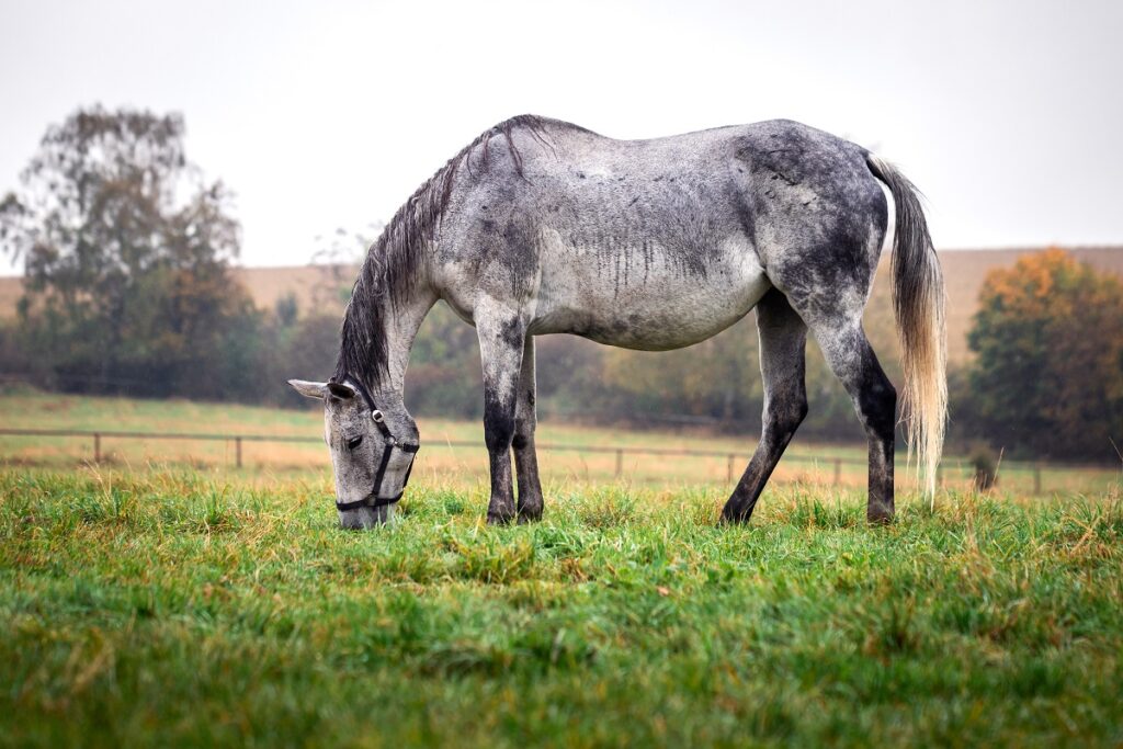 Ácaros en caballos