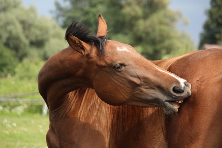 Ácaros en caballos