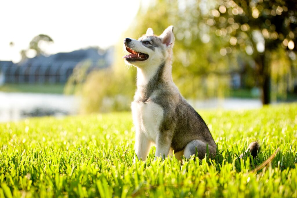 Alaskan klee kai