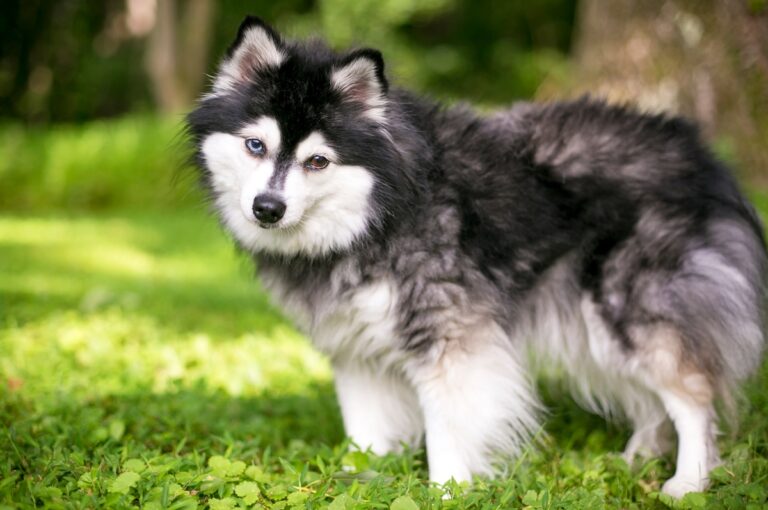 Alaskan klee kai