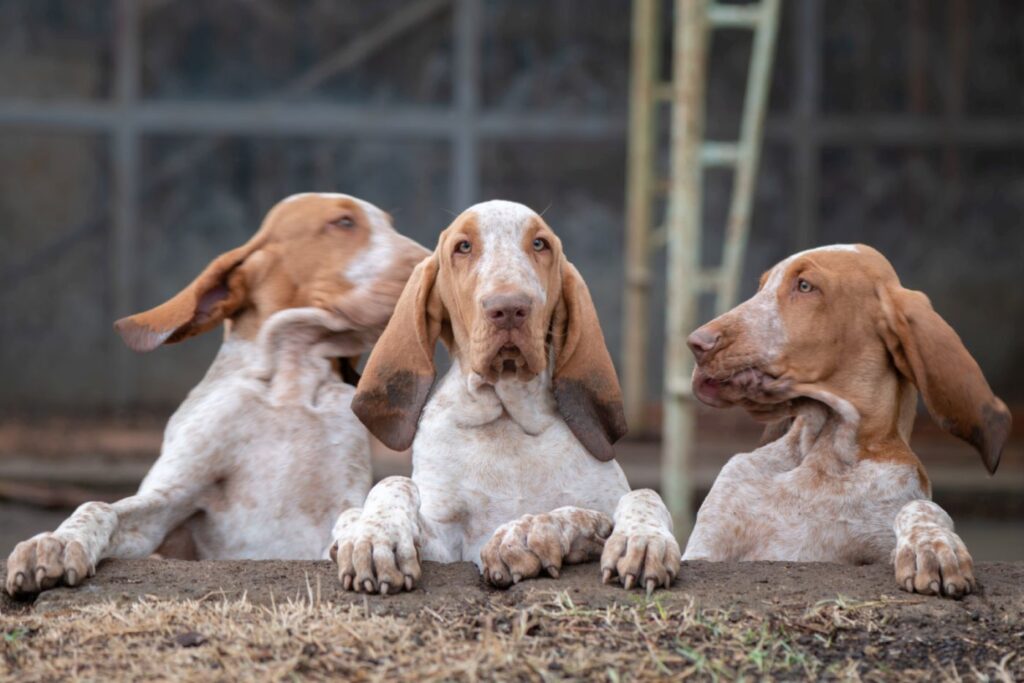 Braco italiano