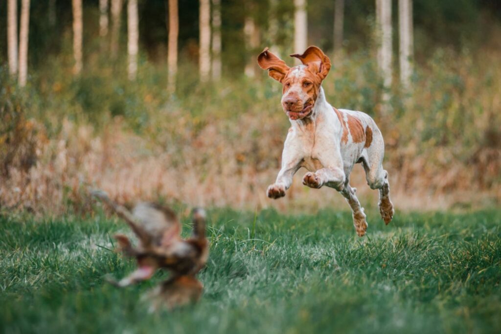 Braco italiano