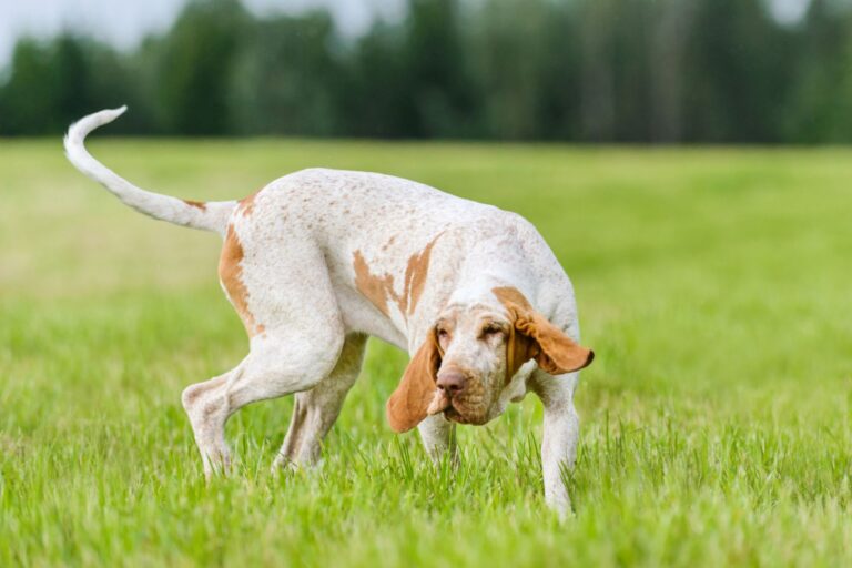 Braco italiano