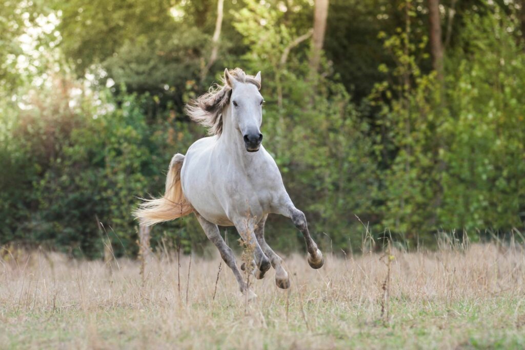Caballo sangre caliente