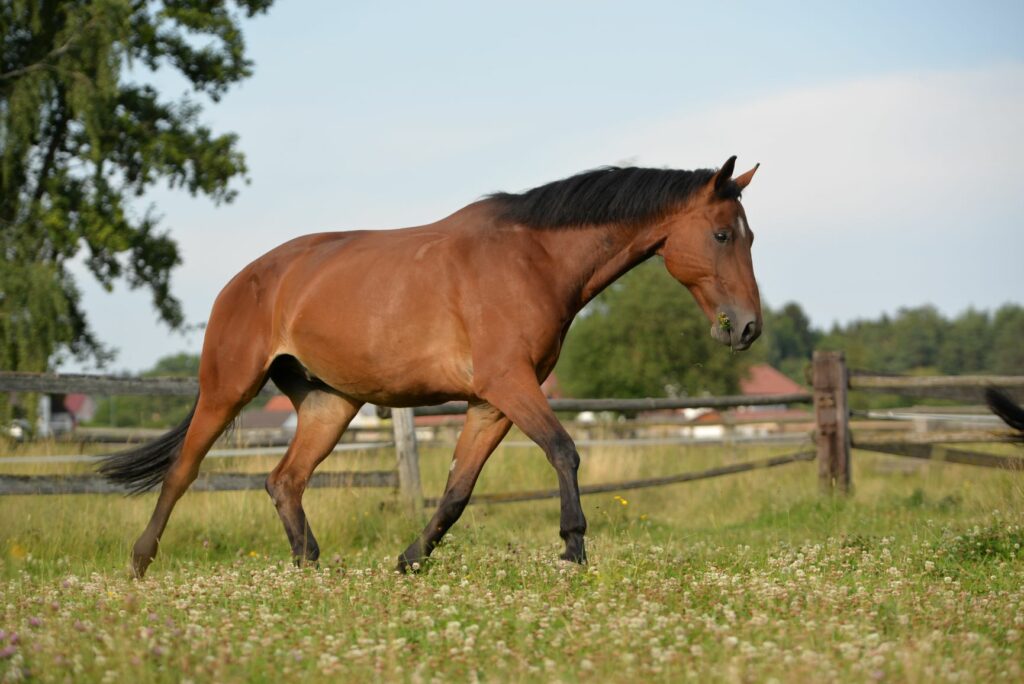 Caballo sangre caliente