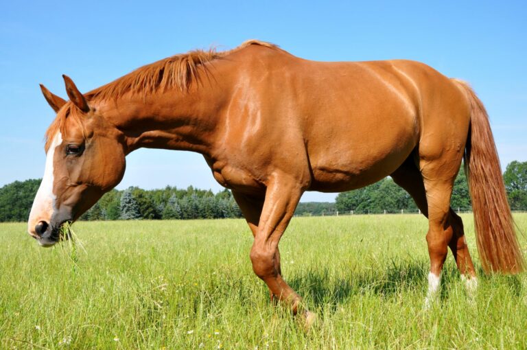 Caballo sangre caliente