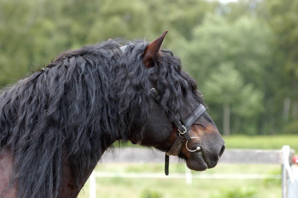 Caballo sangre fría