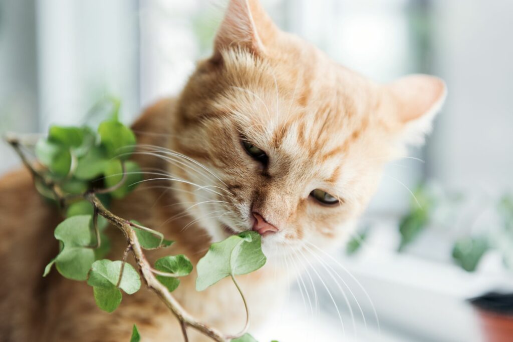 Casa segura para gatos