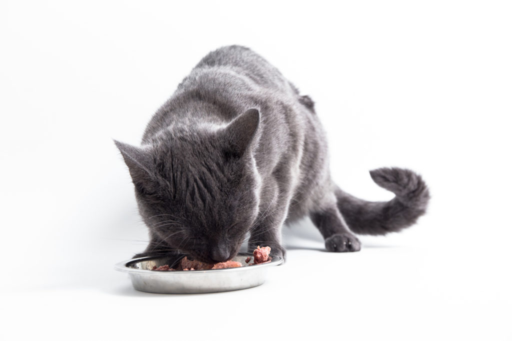 Comida de calidad para gatos