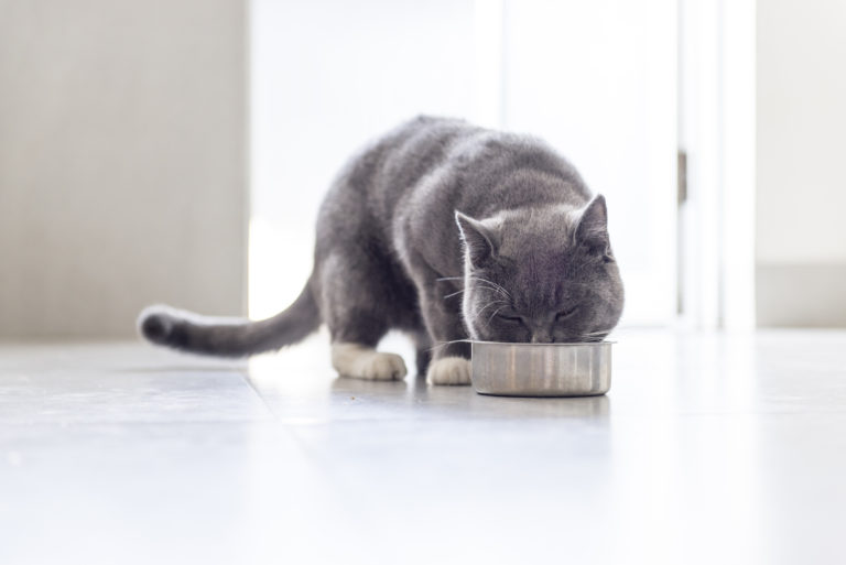 Comida de calidad para gatos