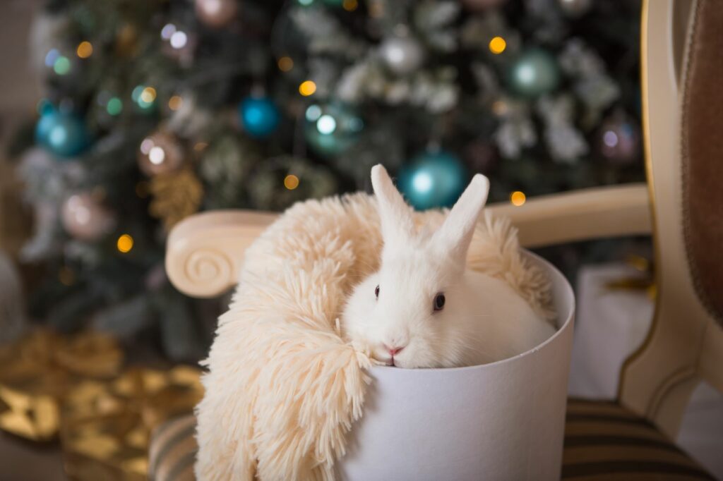 Conejos en Navidad
