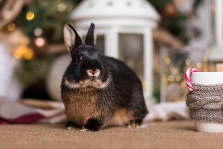 Conejos en Navidad