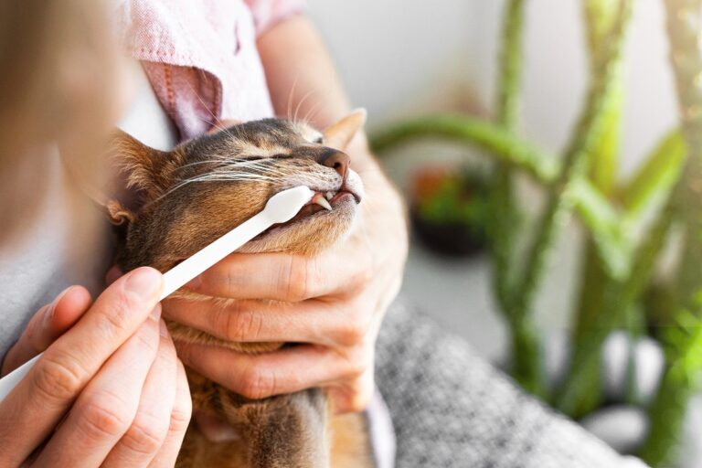 Cuidado dental para gatos
