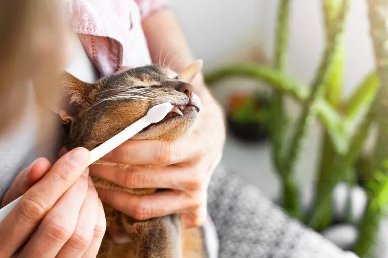 Cuidado dental para gatos