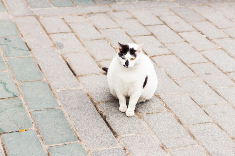 Cushing en gatos