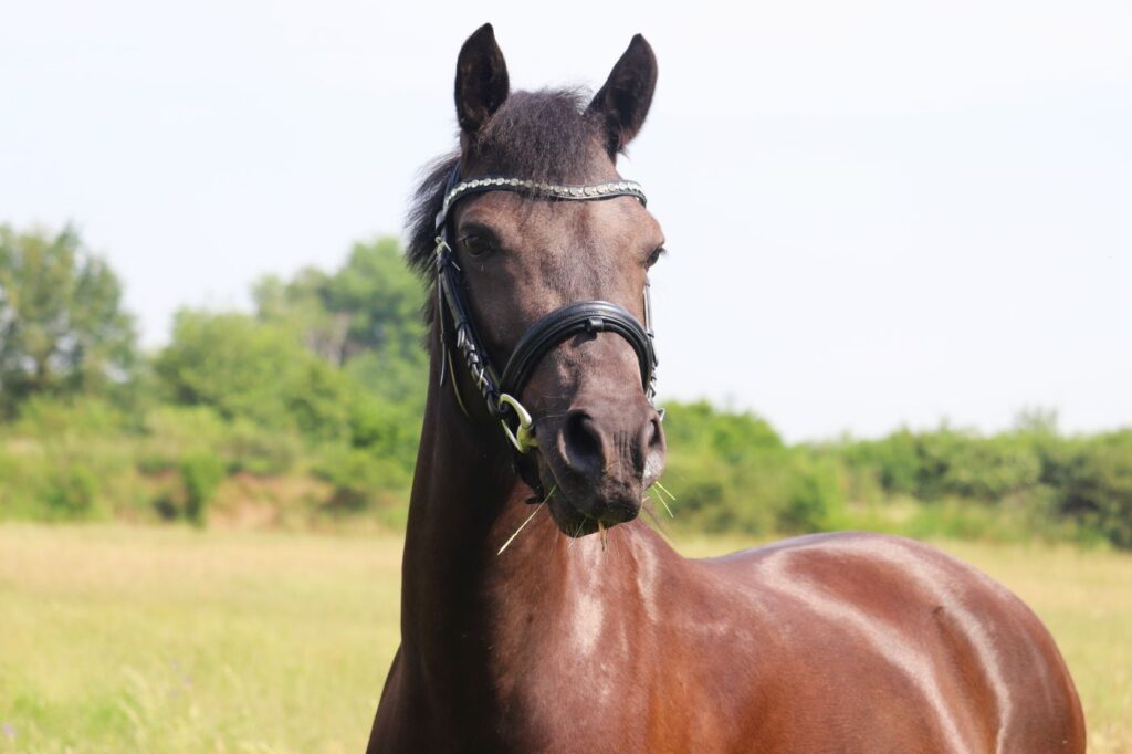 Deutsche Reitpony (poni de montar alemán)