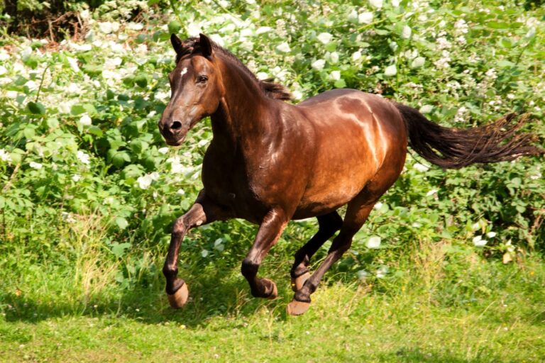 Deutsche Reitpony (poni de montar alemán)