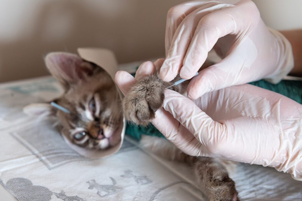 Fisioterapia para gatos