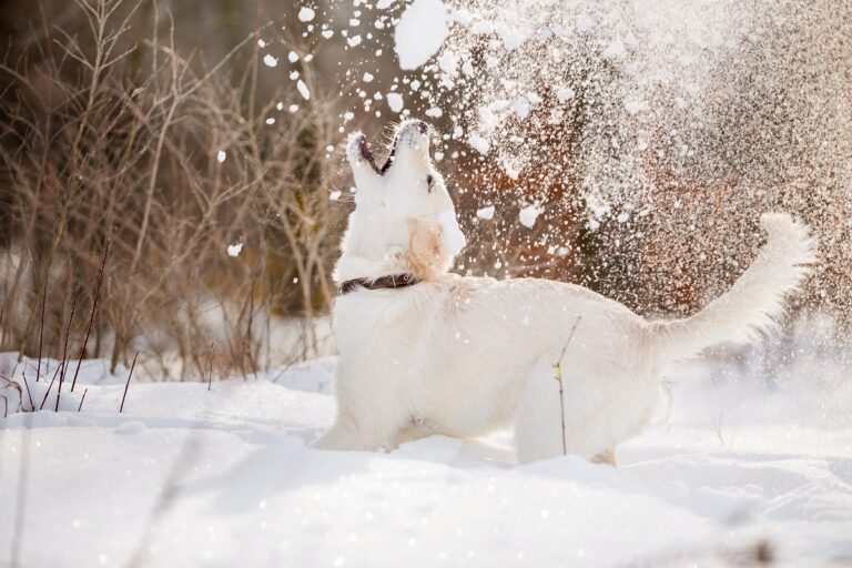 Mi perro come nieve: causas y peligros