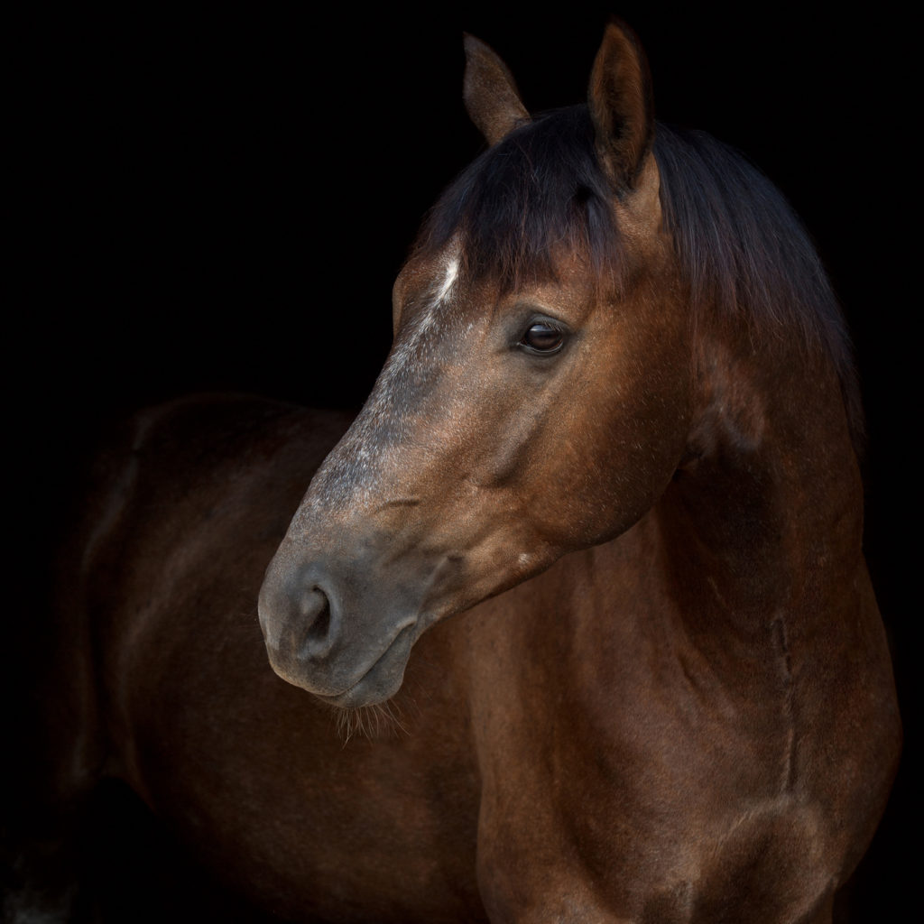 Cómo montar a caballo de noche