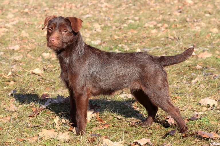 Patterdale terrier