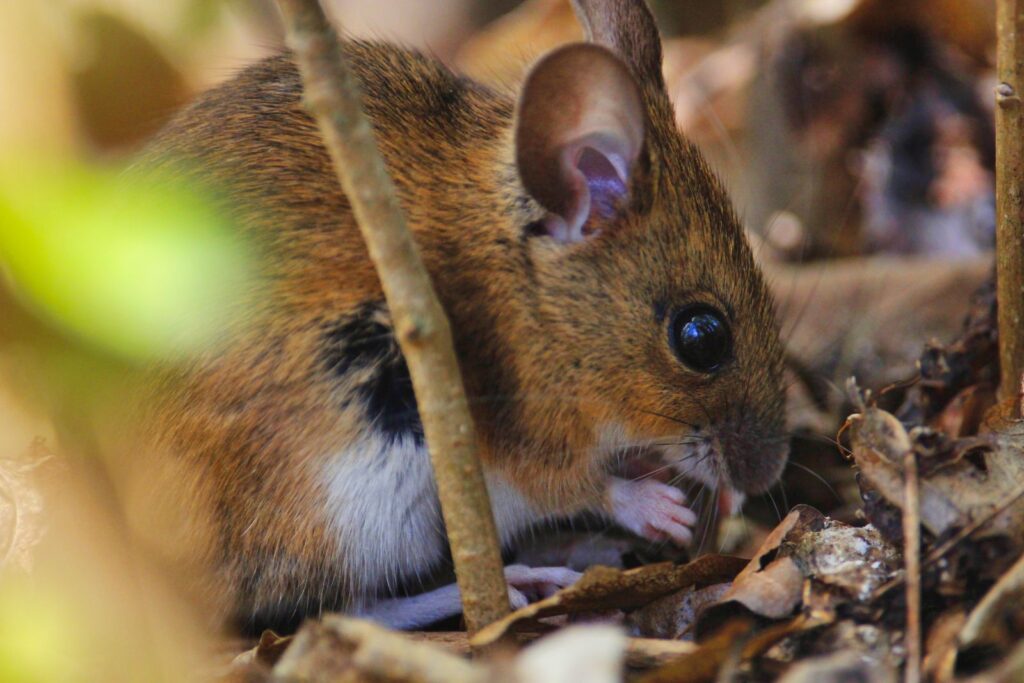 Ratón leonado (Apodemus flavicollis)