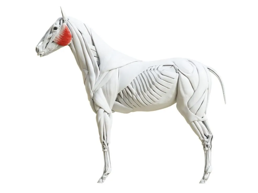 Retromandíbula del caballo ation of the equine muscle Retromandíbula del caballo
