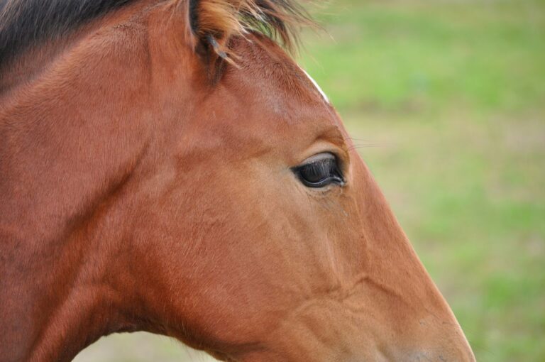 Retromandíbula del caballo