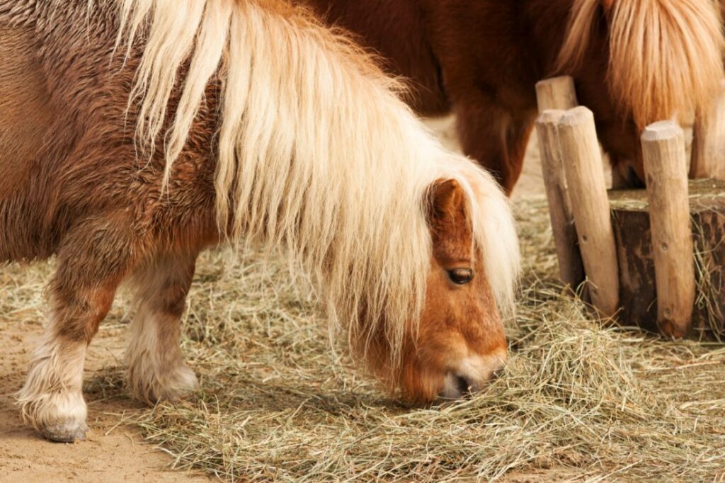 Síndrome de Cushing en caballos