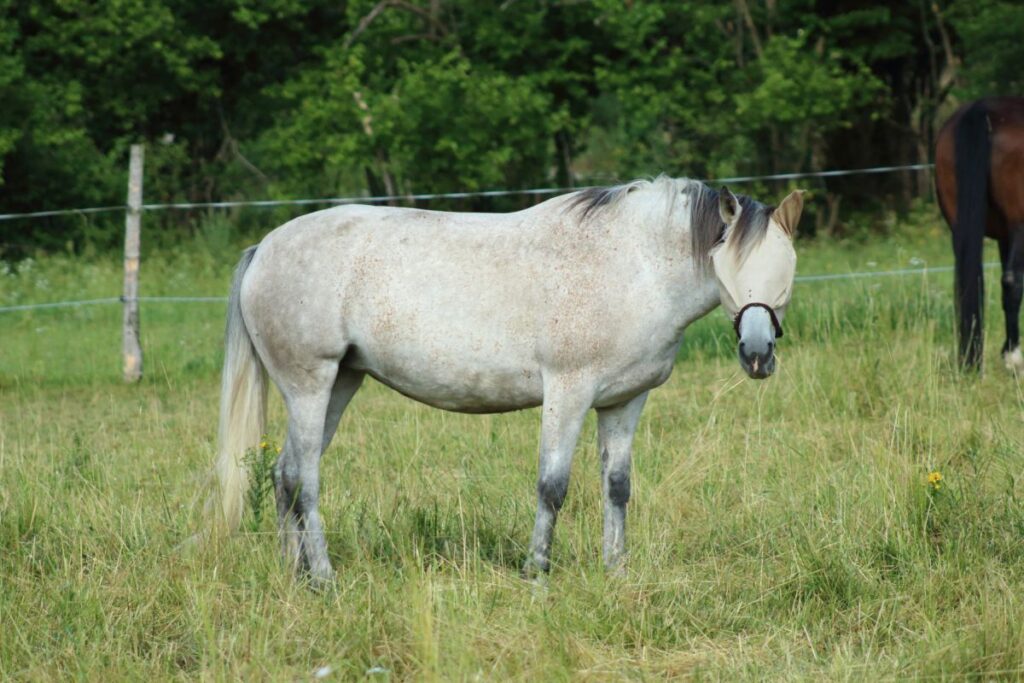 Síndrome de headshaking en caballos