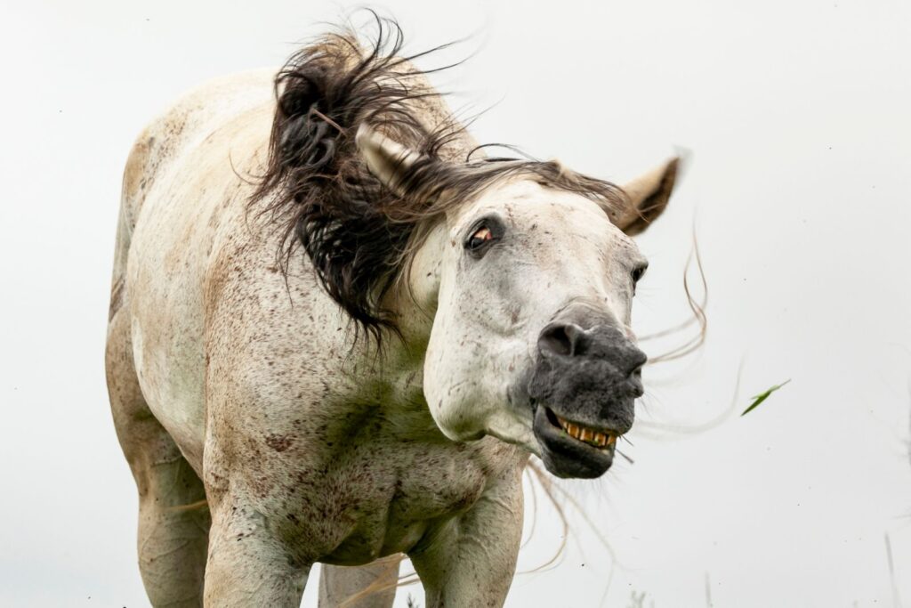 Síndrome de headshaking en caballos