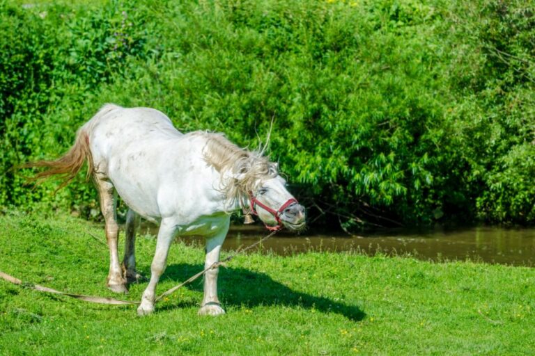 Síndrome de headshaking en caballos