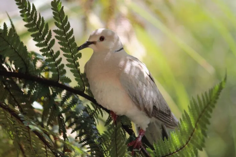 Streptopelia roseogrisea