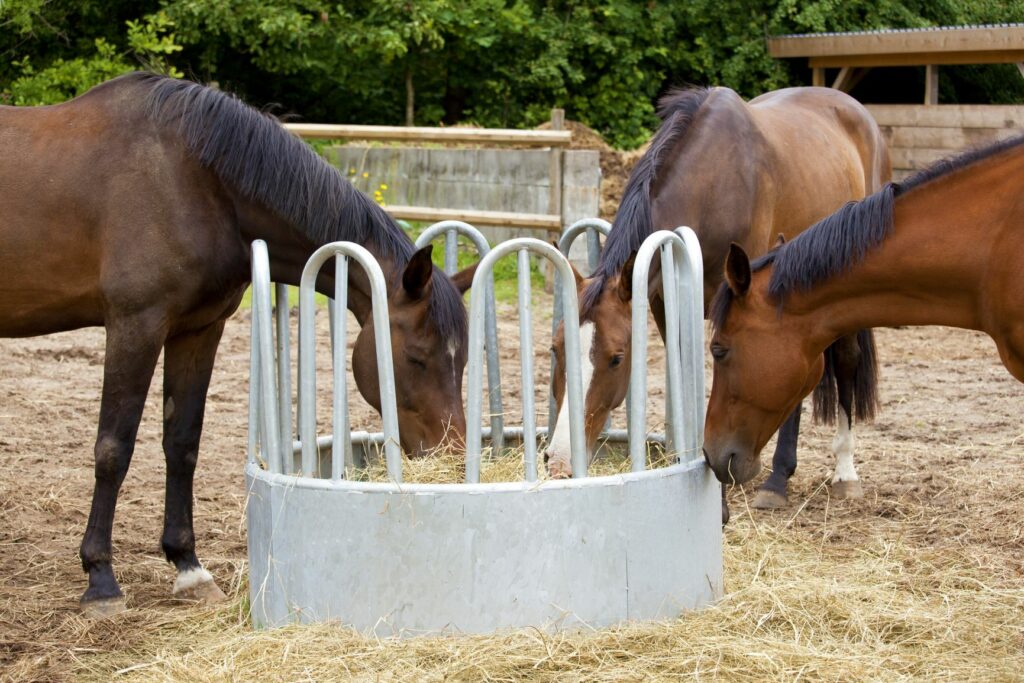 Úlceras gástricas en caballos