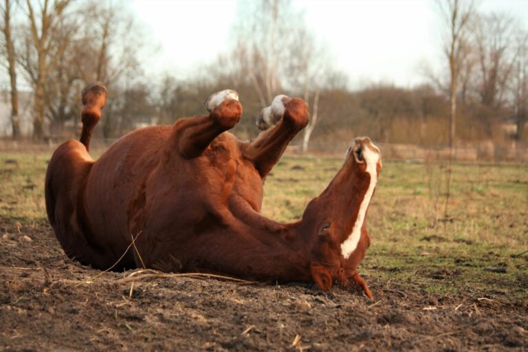 Úlceras gástricas en caballos