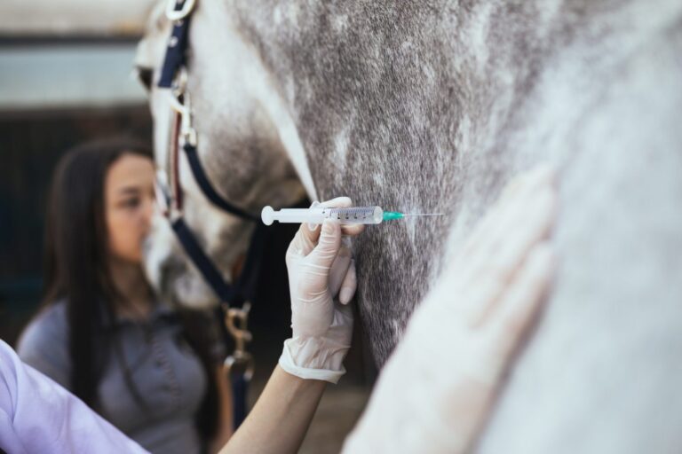Vacunas para caballos