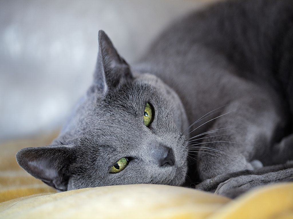 como hacer feliz a un gato