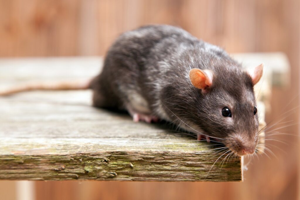 cuidado de ratas domesticas