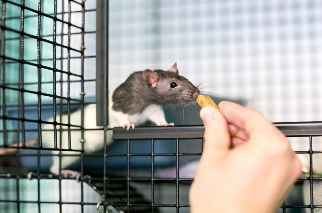 cuidado de ratas domesticas