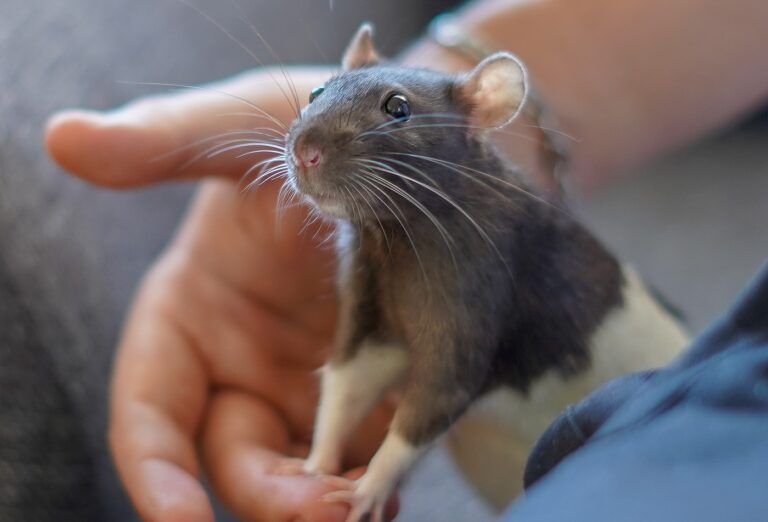 cuidado de ratas domesticas
