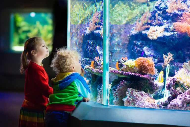 dar golpes al acuario