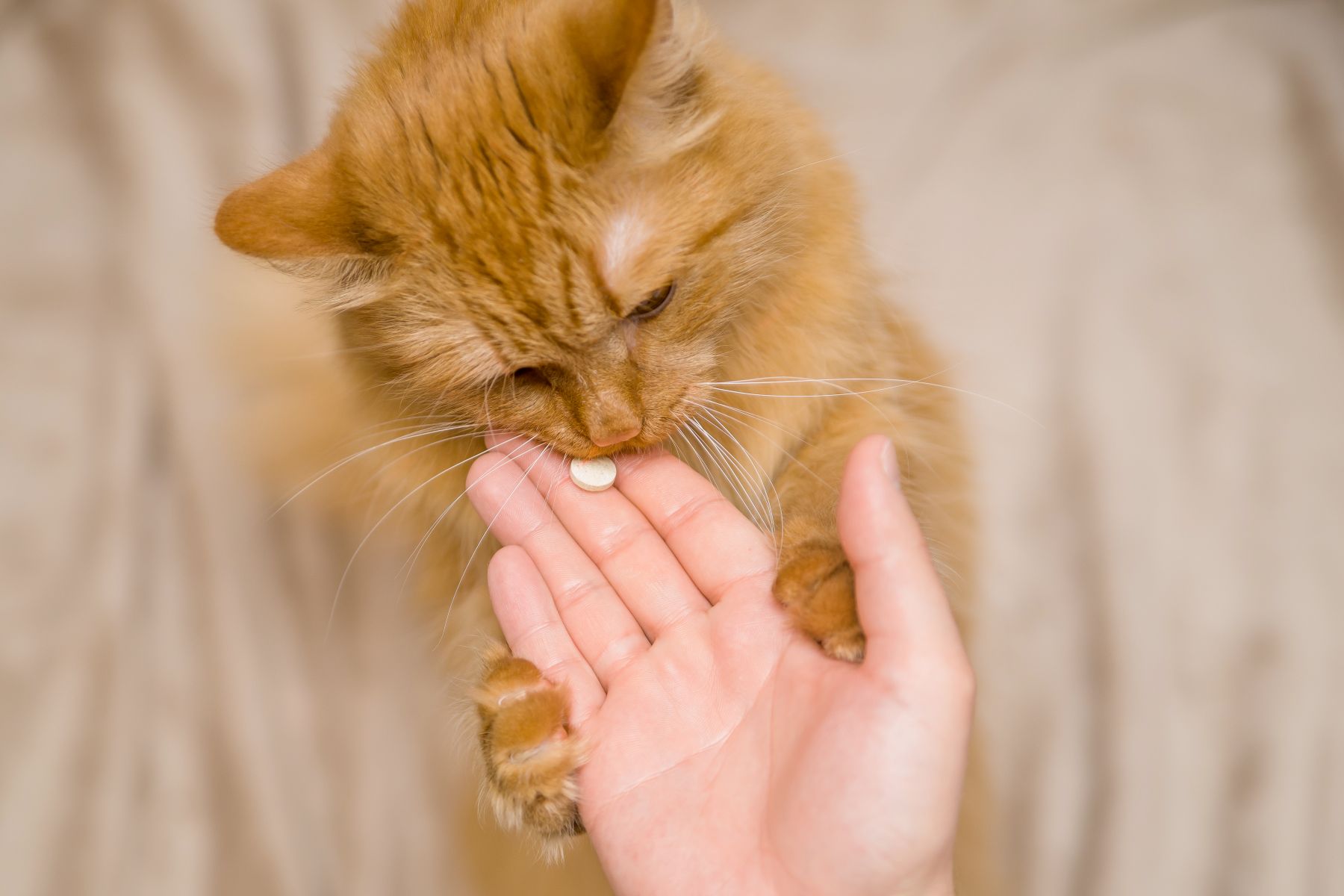 Alimentos Calmantes para Gatos Nerviosos 3 Analgesicos para gatos