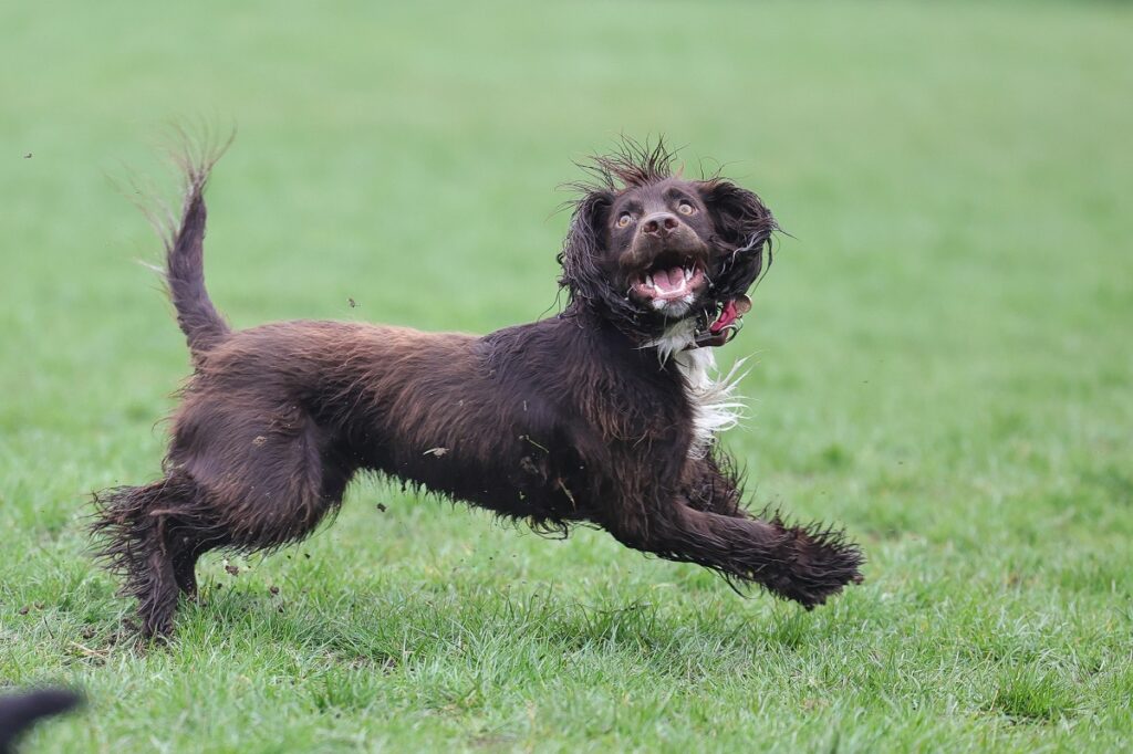 Boykin spaniel