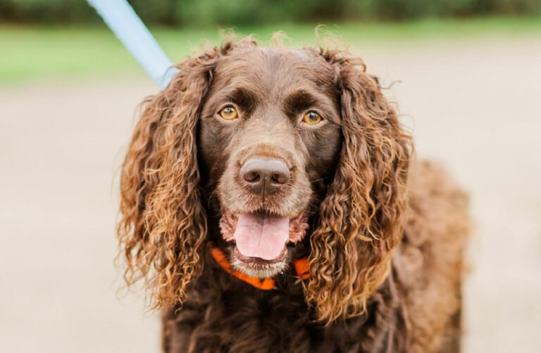 Boykin spaniel