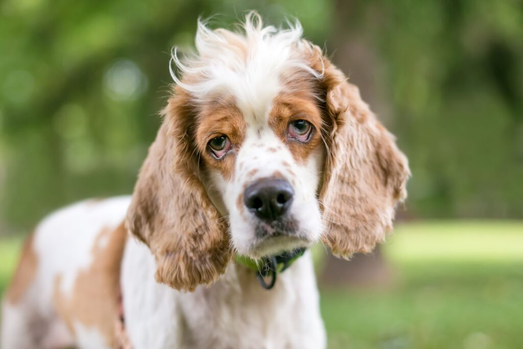 Ectropión en perros