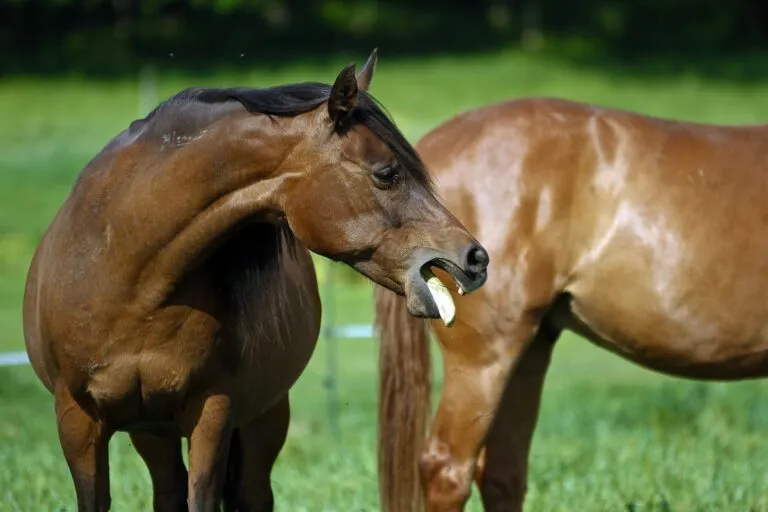 Influenza equina Influenza equina