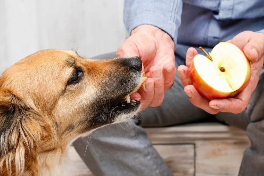 Los perros pueden comer manzana
